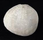Echinocorys scutata (LESKE 1778) - Bild © FossNet FossilienStore